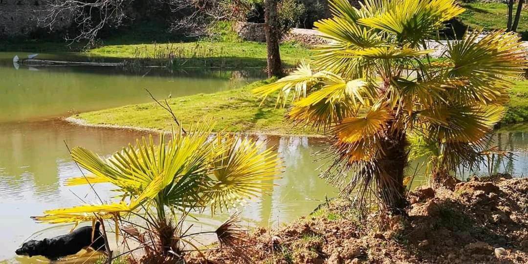 Appartamento Les Amis De Gaure Rouffiac-d'Aude Esterno foto